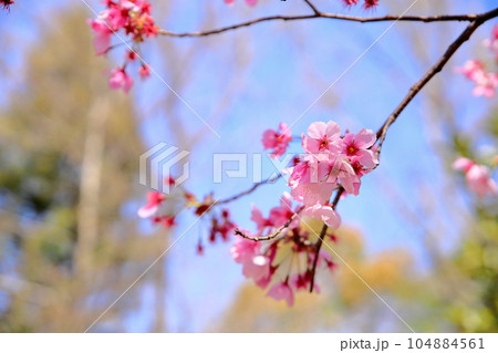 桜の花　陽光 104884561