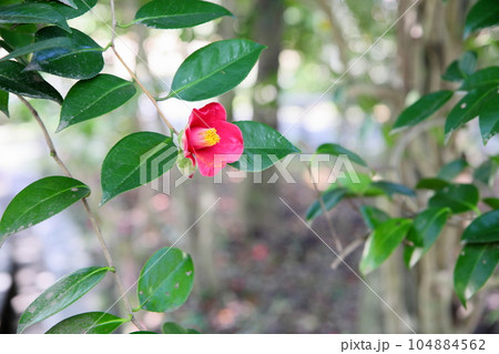 ヤブツバキの花 104884562