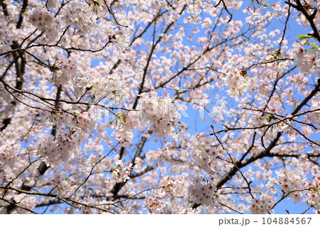 桜の花　ソメイヨシノ　満開 104884567