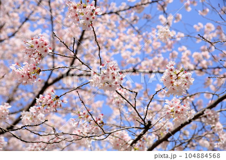 桜の花 ソメイヨシノ 満開 桜の花 ソメイヨシノ 満開 104884568