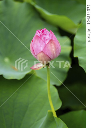 ハスの蕾 ハスの蕾 104884572