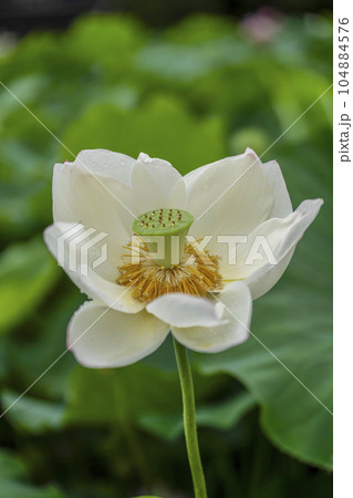 ハスの開花 104884576