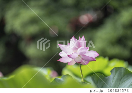 ハスの開花 ハスの開花 104884578