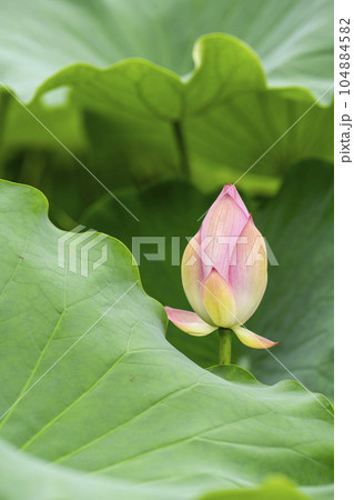 ハスの蕾 ハスの蕾 104884582