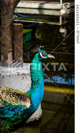花鳥園の孔雀 花鳥園の孔雀 104884594