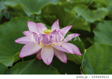 ハスの開花 104884622