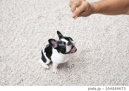 白い石の庭で餌を見つめるフレンチブルのピピちゃん 104884673
