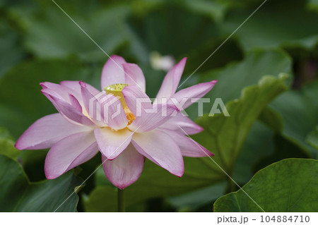 ハスの開花 ハスの開花 104884710