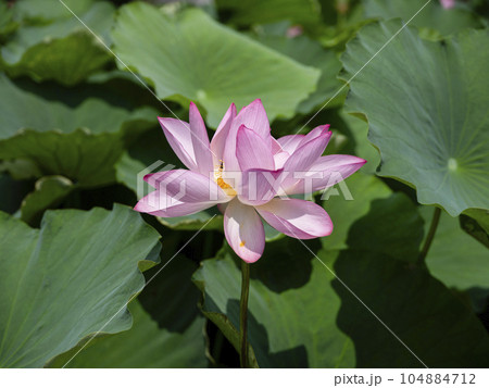 ハスの開花 104884712