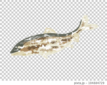 Illustration of salt-grilled sweetfish 104884729