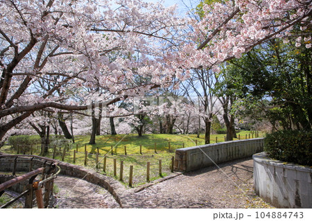 桜の花　ソメイヨシノ　満開 104884743