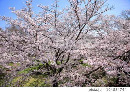 桜の花 ソメイヨシノ 満開 桜の花 ソメイヨシノ 満開 104884744