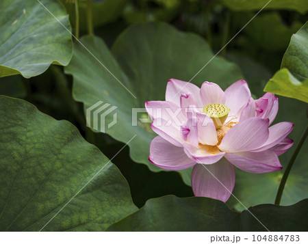 ハスの開花 ハスの開花 104884783