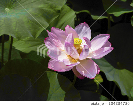 ハスの開花 104884786