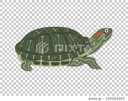 紅耳滑塊的插圖 104884803