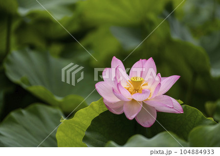 ハスの開花 104884933