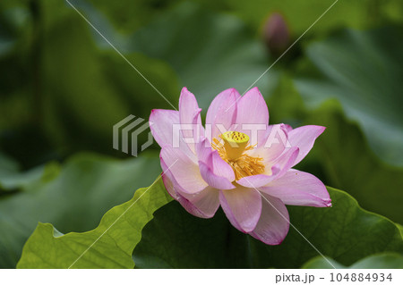 ハスの開花 ハスの開花 104884934