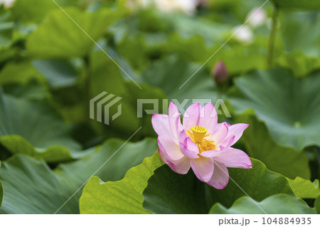 ハスの開花 104884935