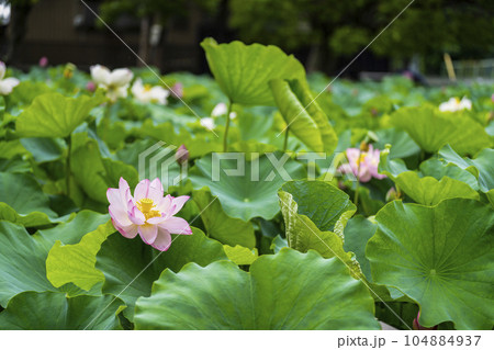 ハスの開花 ハスの開花 104884937