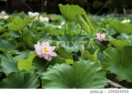 ハスの開花 104884938