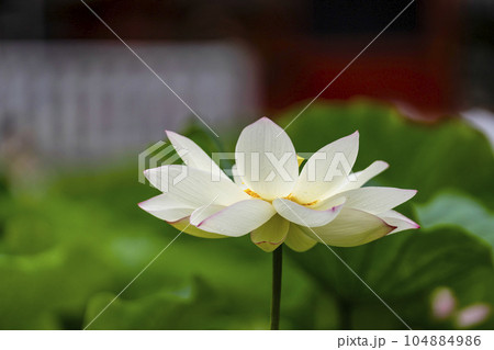 ハスの開花 ハスの開花 104884986