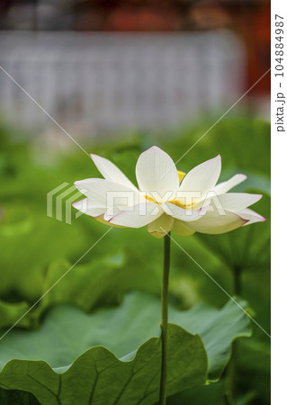 ハスの開花 ハスの開花 104884987