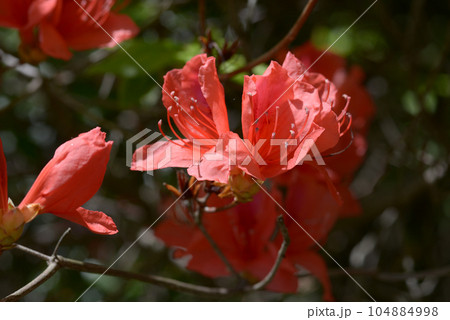 オンツツジ 104884998