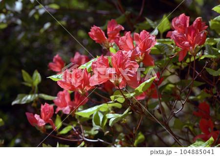 オンツツジ　葉模様 104885041