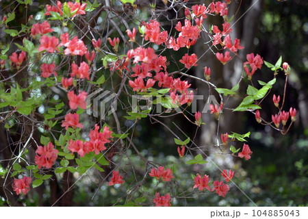 オンツツジ　葉模様 104885043