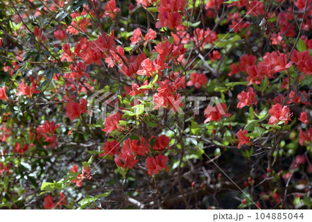 オンツツジ　葉模様 104885044