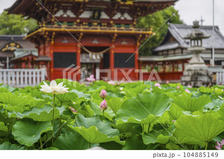 伊賀八幡宮（岡崎市）のハス 104885149