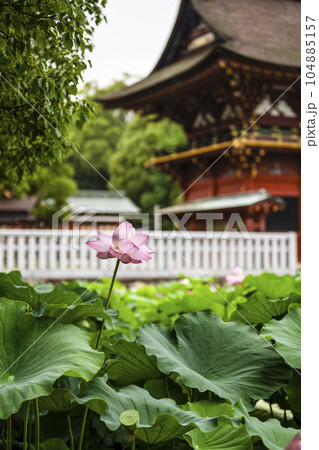 伊賀八幡宮(岡崎市)のハス 伊賀八幡宮(岡崎市)のハス 104885157