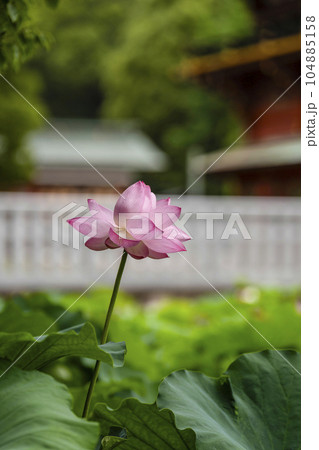 伊賀八幡宮（岡崎市）のハス 104885158