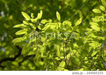 クヌギの若葉 クヌギの若葉 104885255