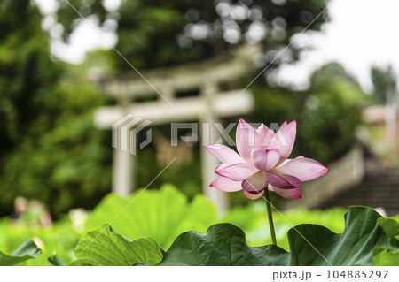 伊賀八幡宮(岡崎市)のハス 伊賀八幡宮(岡崎市)のハス 104885297