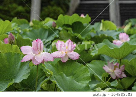 伊賀八幡宮(岡崎市)のハス 伊賀八幡宮(岡崎市)のハス 104885302