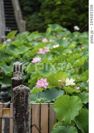 伊賀八幡宮(岡崎市)のハス 伊賀八幡宮(岡崎市)のハス 104885306