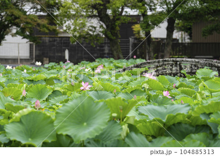 伊賀八幡宮（岡崎市）のハス 104885313