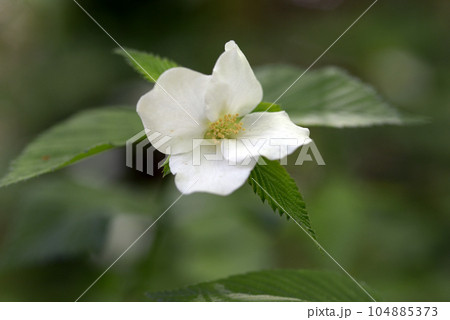 シロヤマブキ 104885373