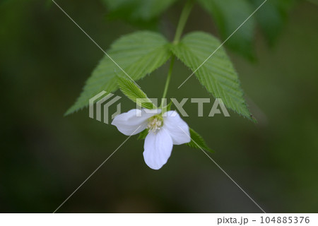 シロヤマブキ 104885376