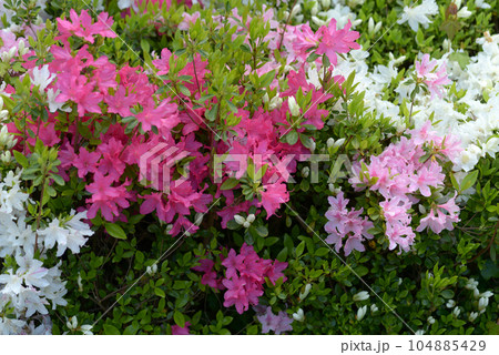 ツツジの花 花模様 ツツジの花 花模様 104885429