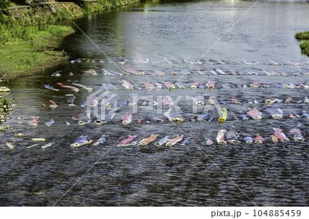 浅野川鯉流し 浅野川鯉流し 104885459