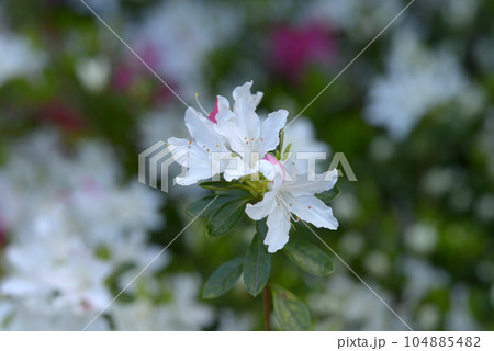 ツツジの花　花模様 104885482