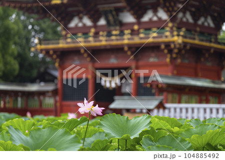 伊賀八幡宮（岡崎市）のハス 104885492