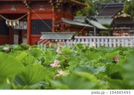伊賀八幡宮（岡崎市）のハス 104885493