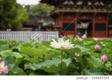 伊賀八幡宮（岡崎市）のハス 104885504