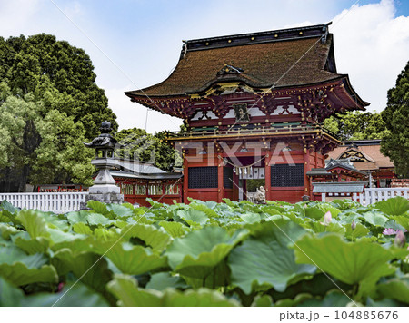 伊賀八幡宮（岡崎市）のハス 104885676