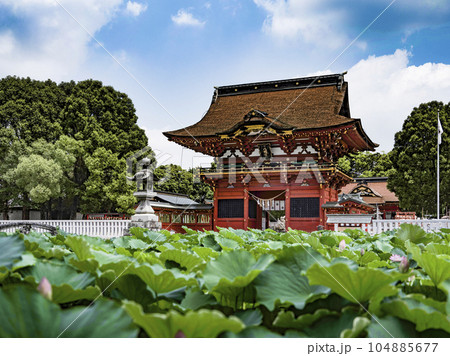 伊賀八幡宮(岡崎市)のハス 伊賀八幡宮(岡崎市)のハス 104885677