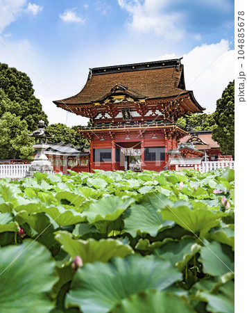 伊賀八幡宮（岡崎市）のハス 104885678