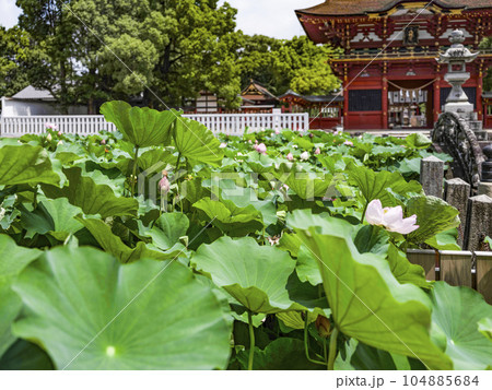 伊賀八幡宮(岡崎市)のハス 伊賀八幡宮(岡崎市)のハス 104885684